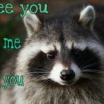 Top Best 24 Raccoons Captions with Texts and Photos