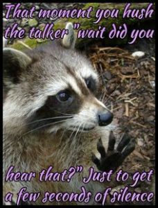 Top Best 24 Raccoons Captions with Texts and Photos