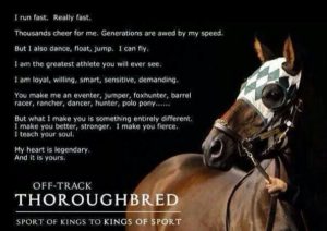 Top Best 25 Racehorses Captions with Texts and Photos